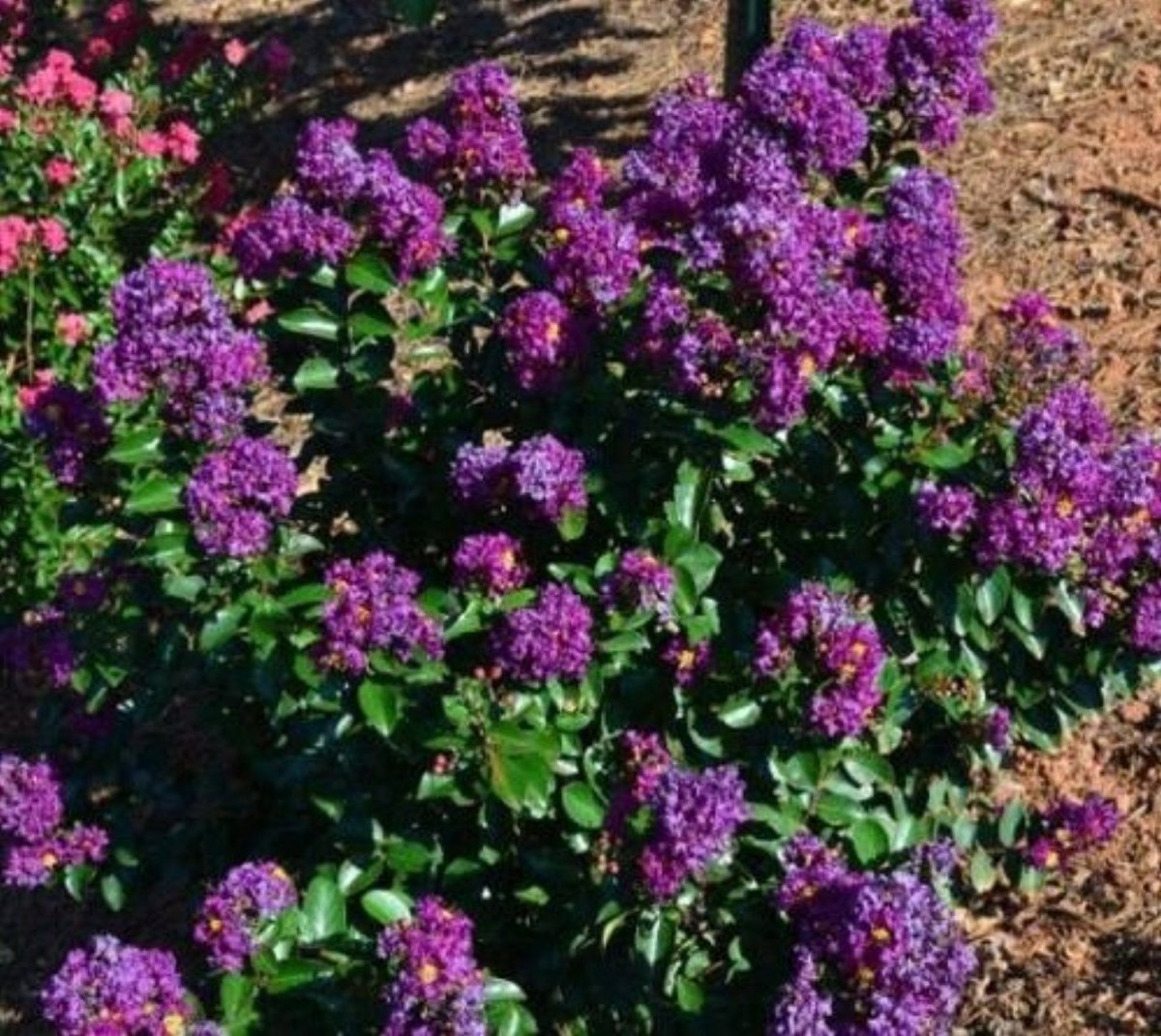 Лагерстремия Purple Magic