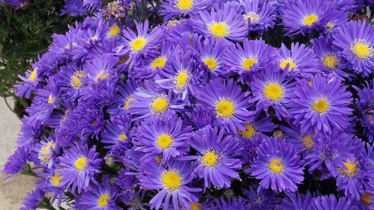Астра кустарниковая Aster dumosus