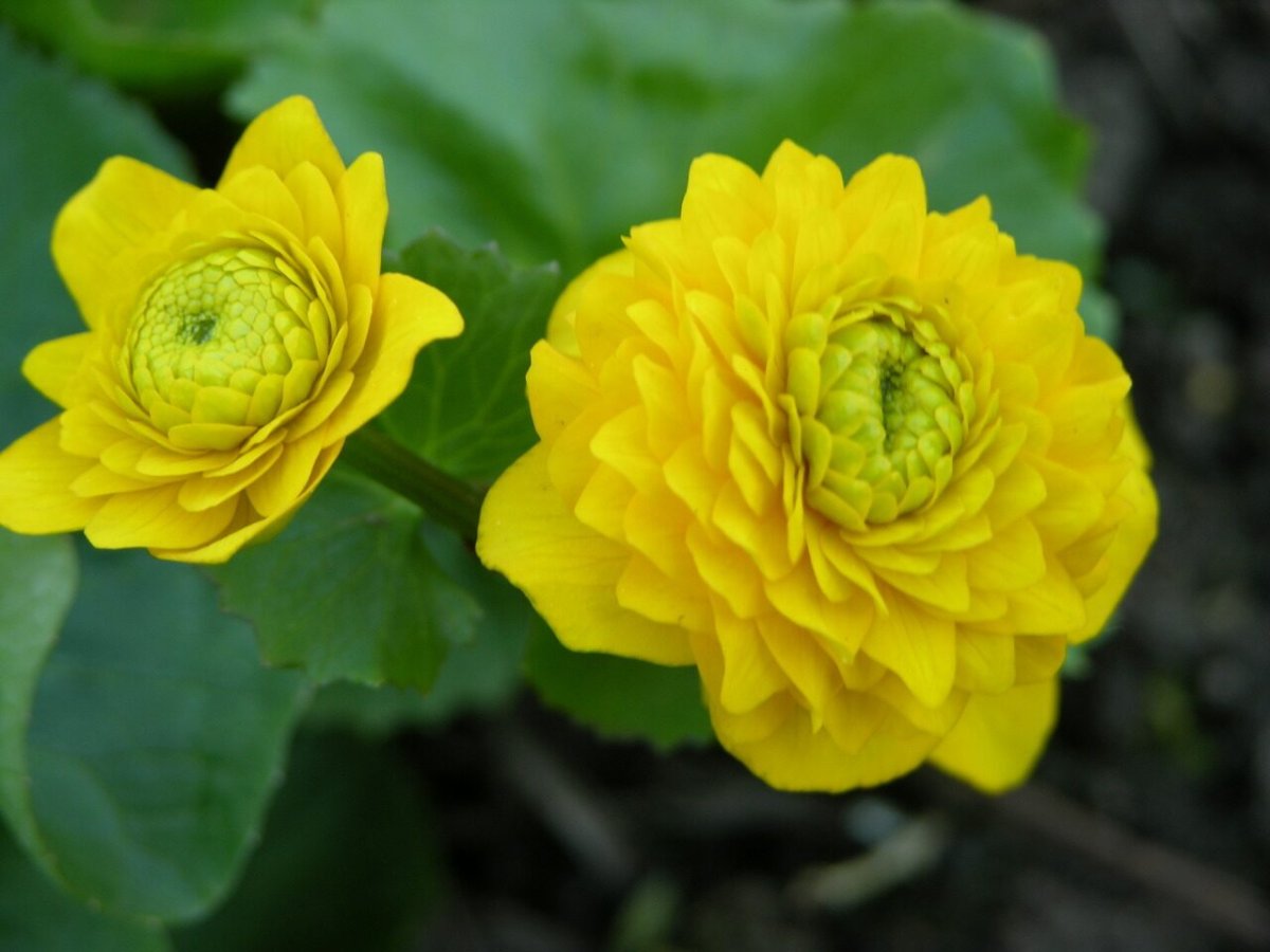 Caltha palustris Multiplex