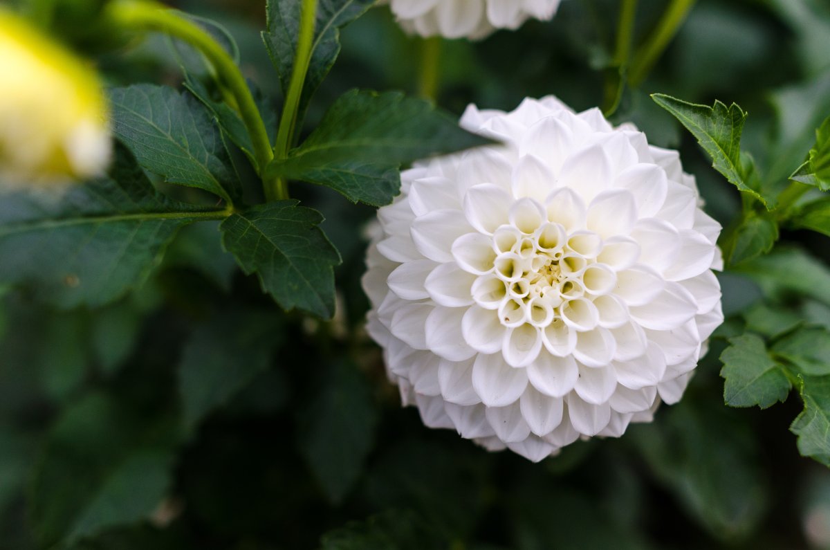 Георгина Уайт Астер (Dahlia White Aster)