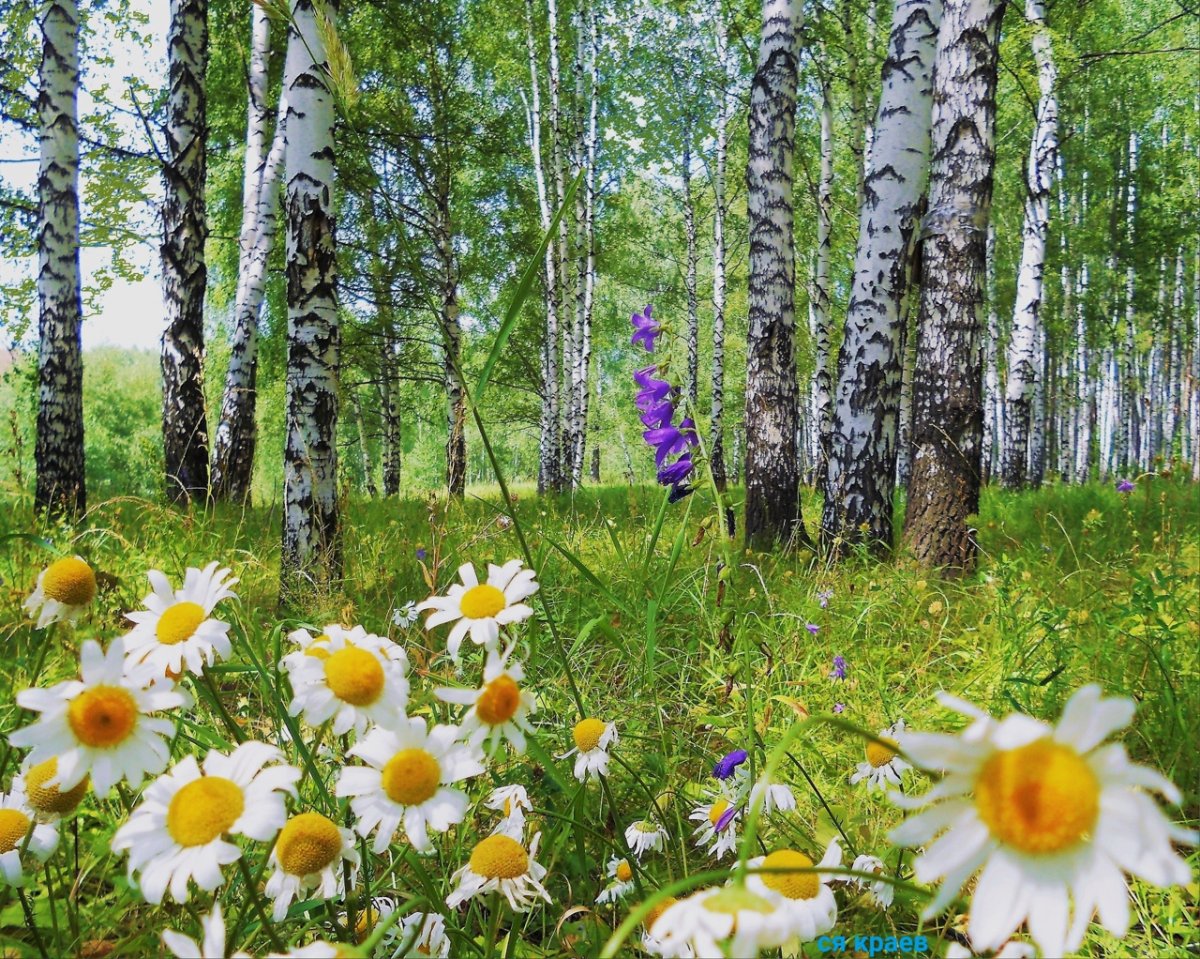 Поляна с березами