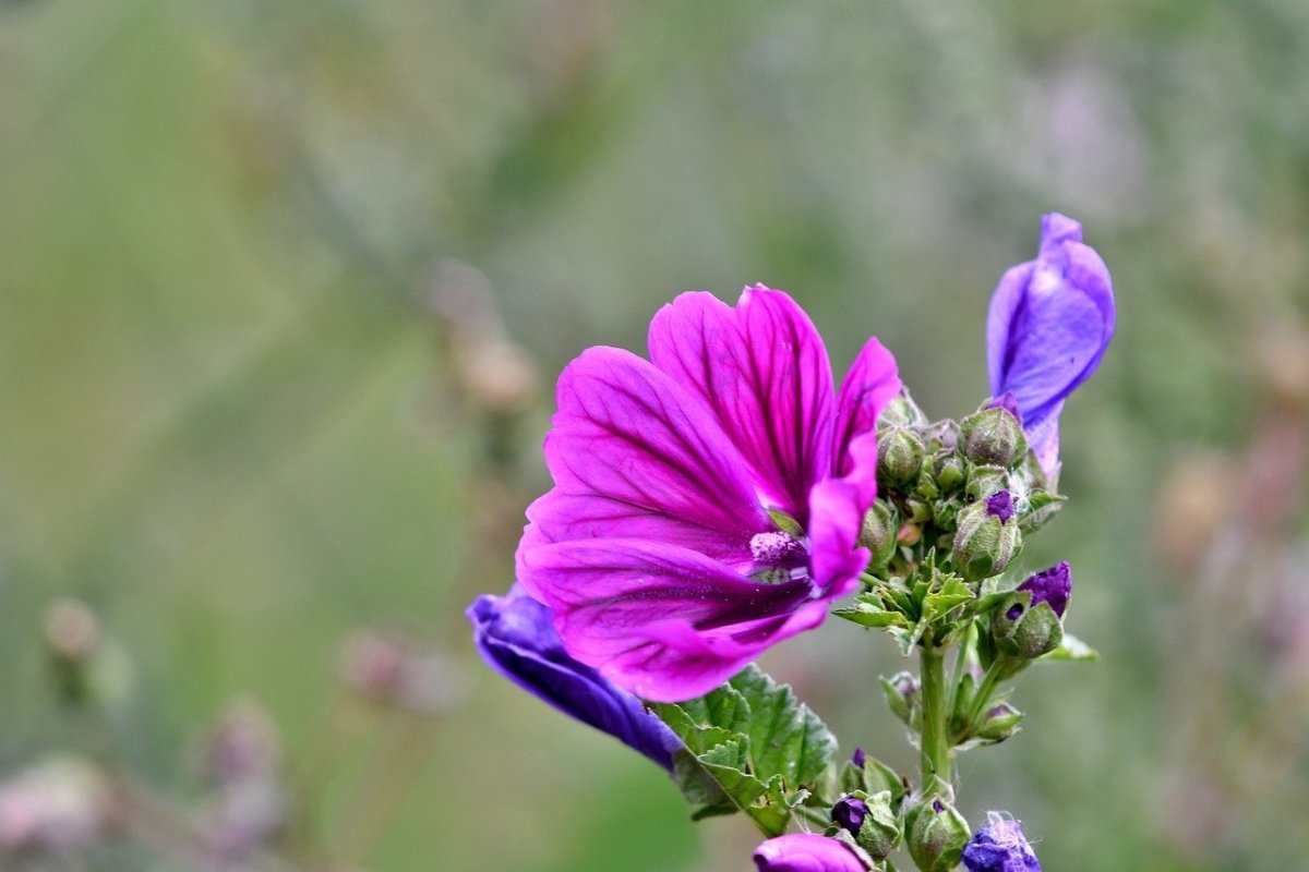 Полевой цветок с фиолетовыми цветами