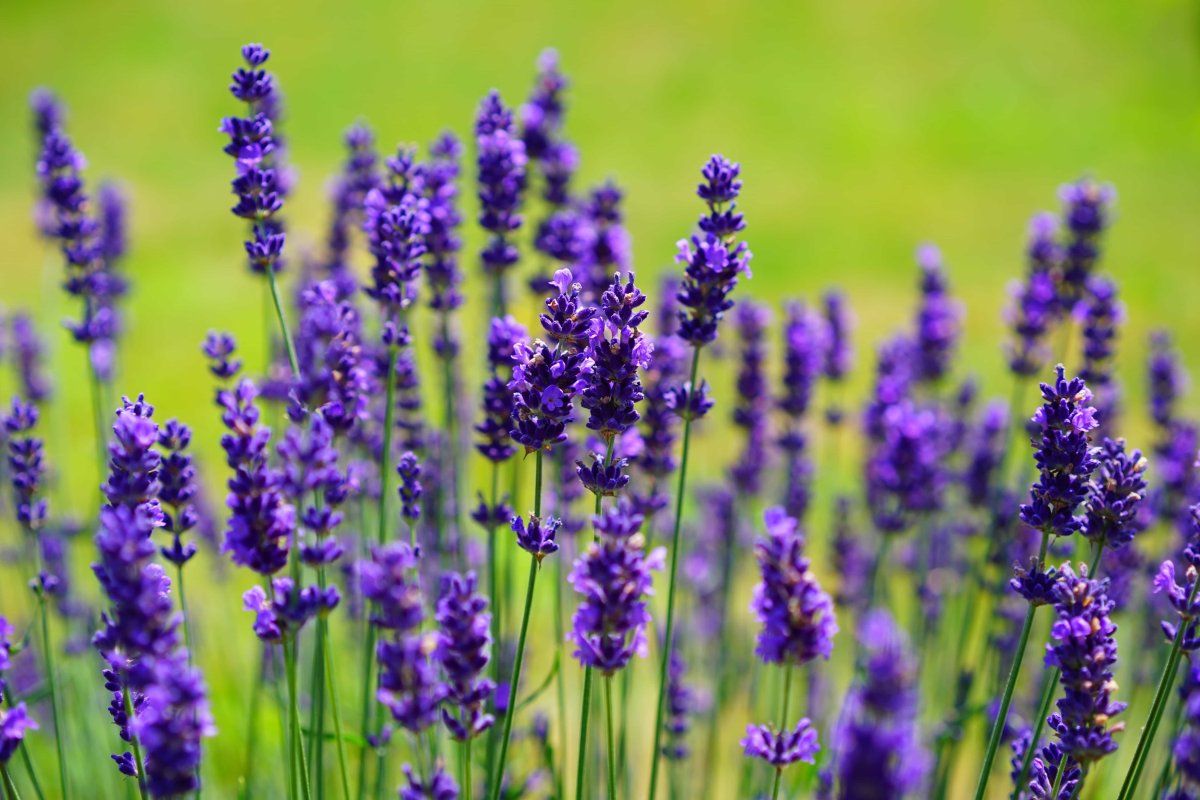 Лаванда Lavandula Vera