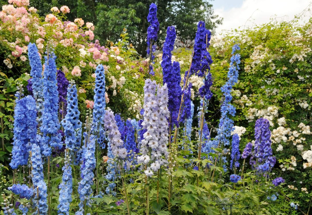 Дельфиниум Delphinium