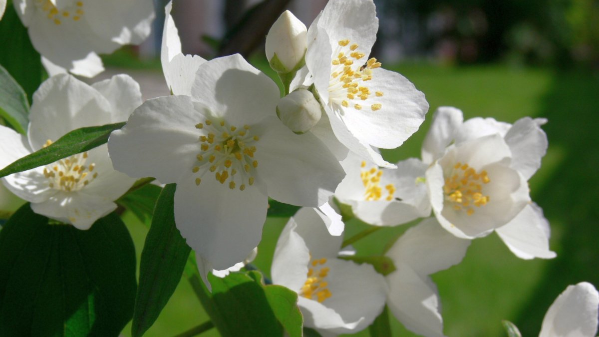 Чубушник "жемчуг" – Philadelphus жемчуг