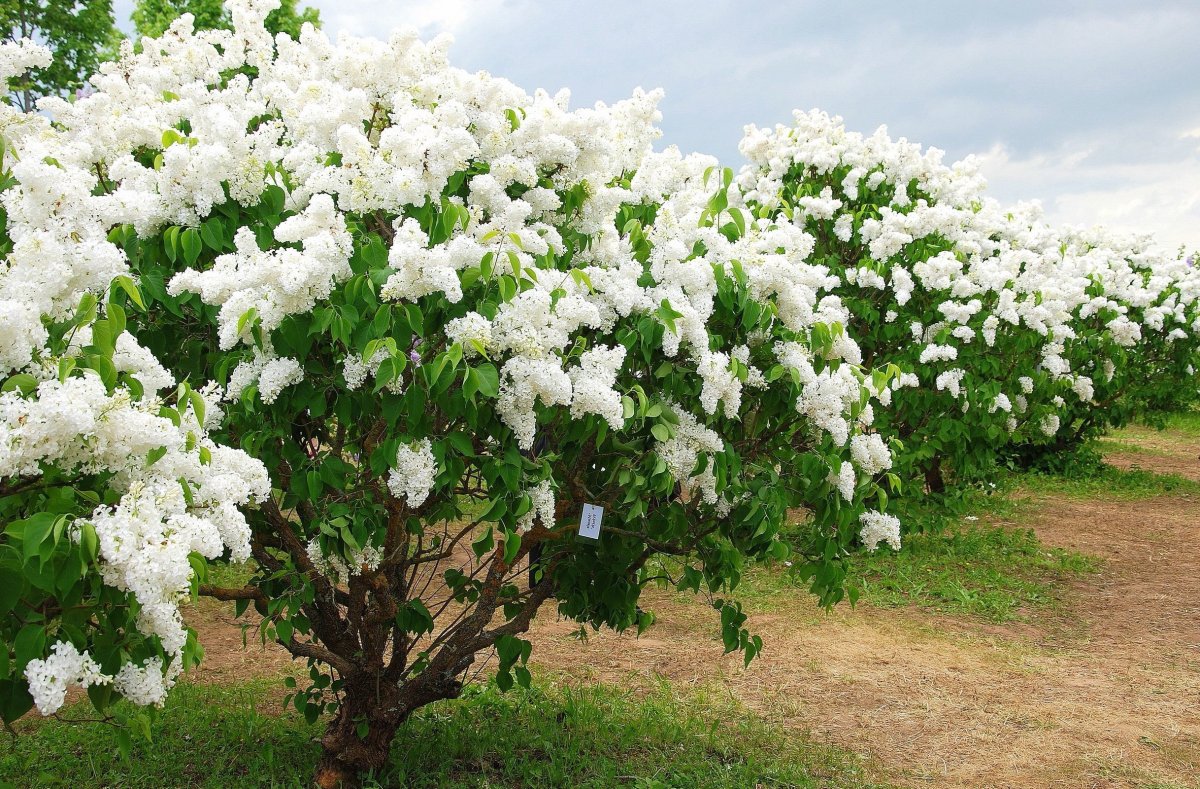 Сирень жозифлекса Агнес Смит