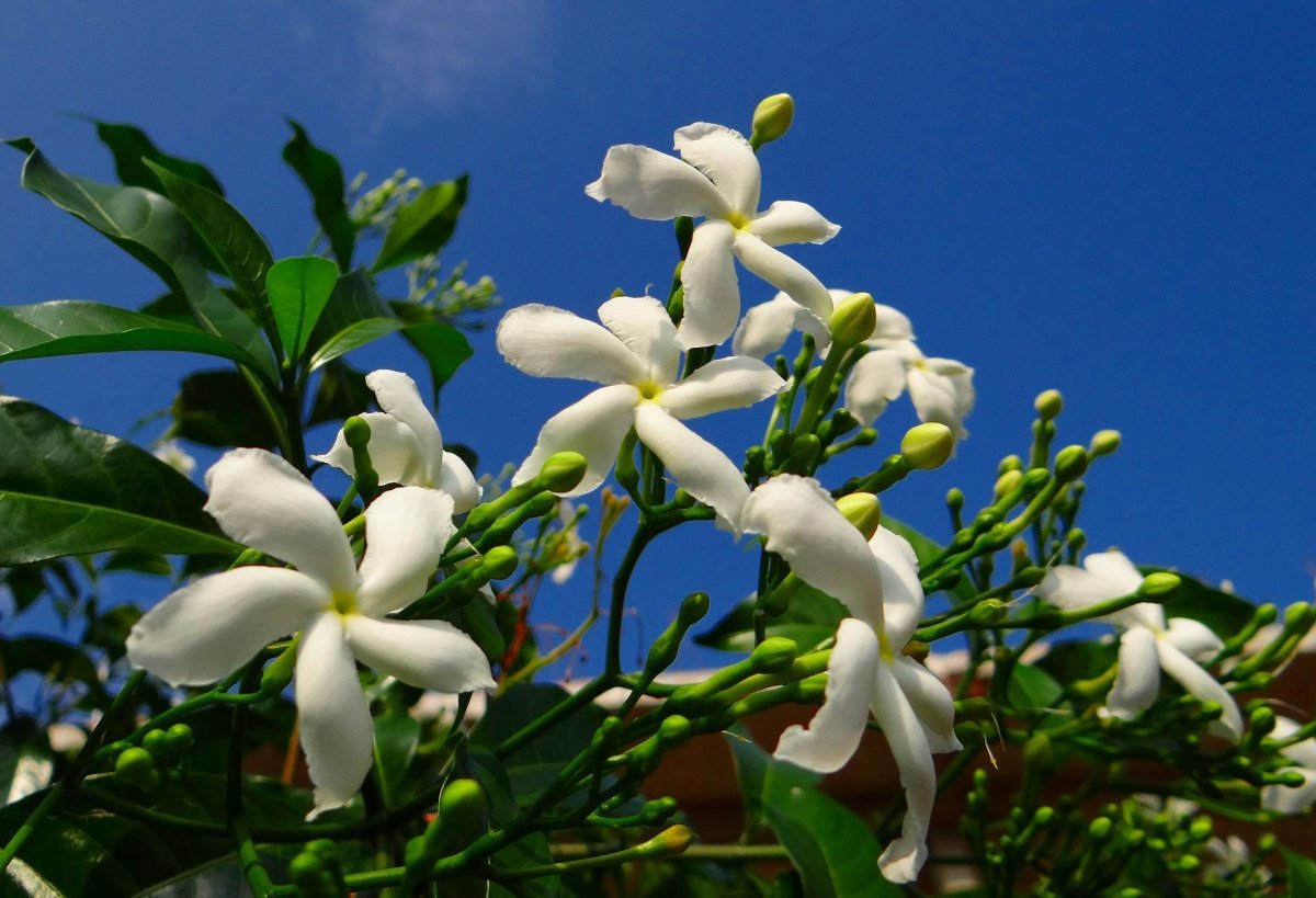 Жасмин grandiflorum
