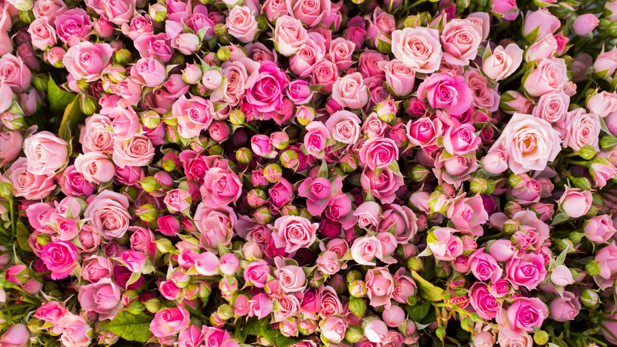 Кустарниковые розы с мелкими цветами