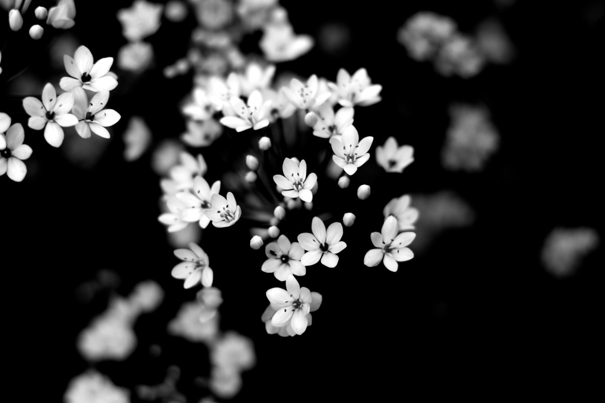 Черные маленькие цветы