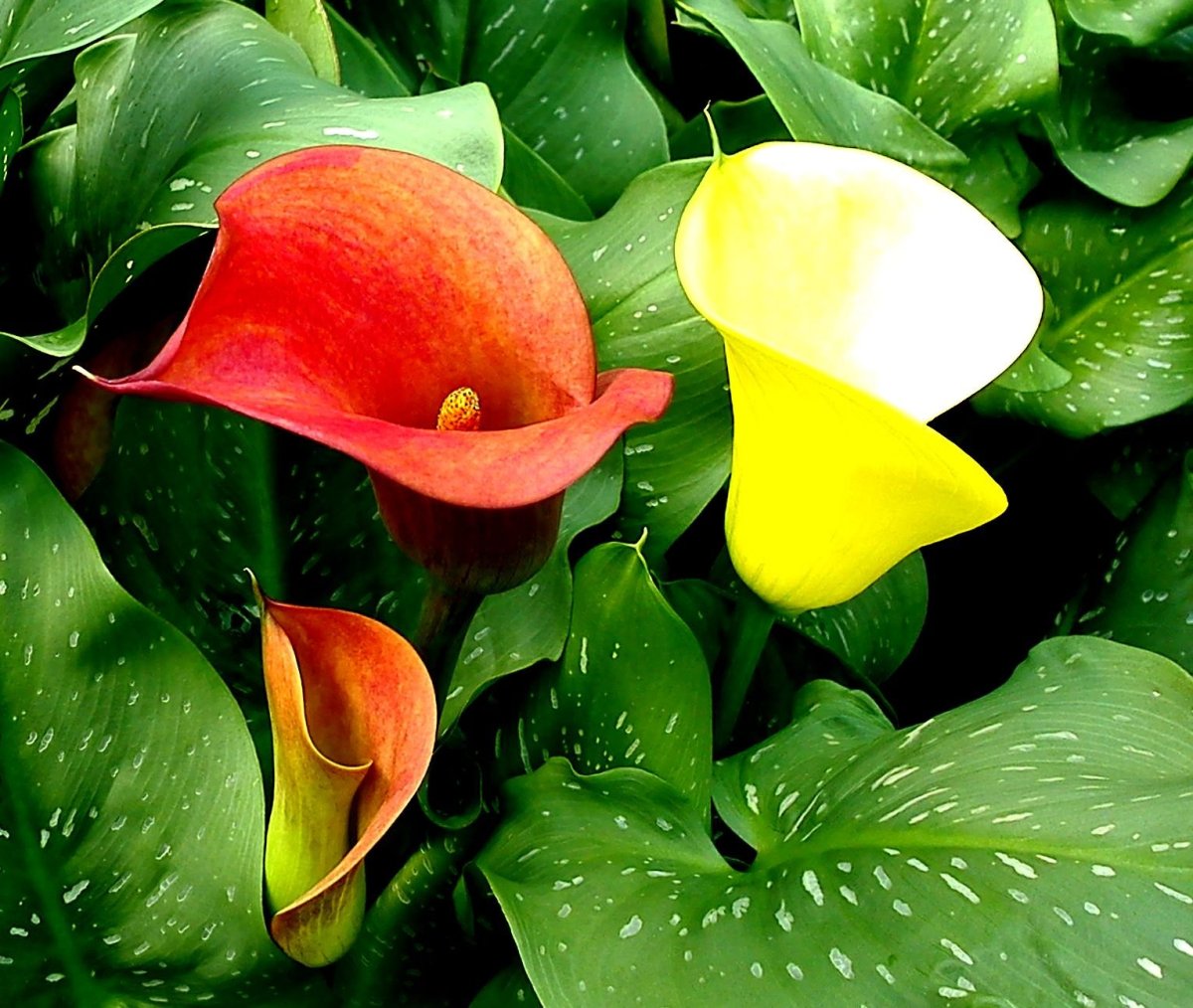 Зантедеския (Калла) (Zantedeschia)
