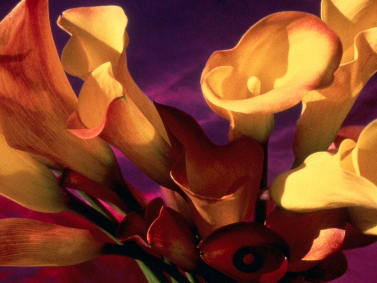 Геншин Calla Lily