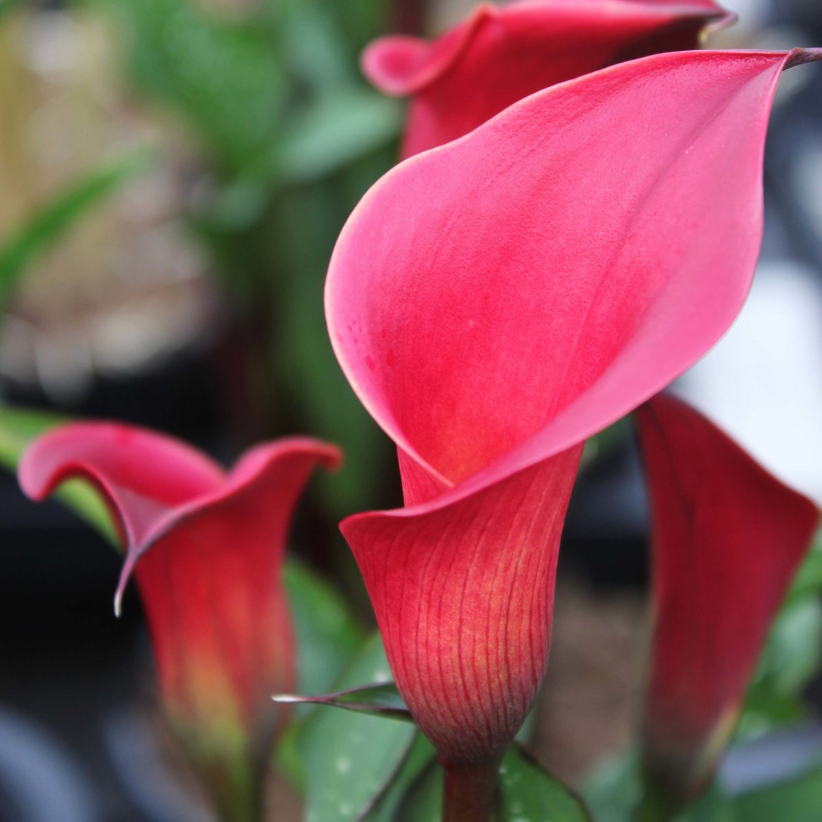 Зантедеския (Калла) (Zantedeschia)