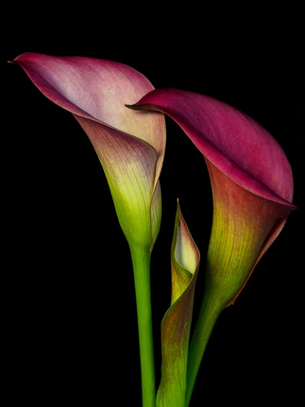 Калла Вайолет (Zantedeschia)фиолетовая