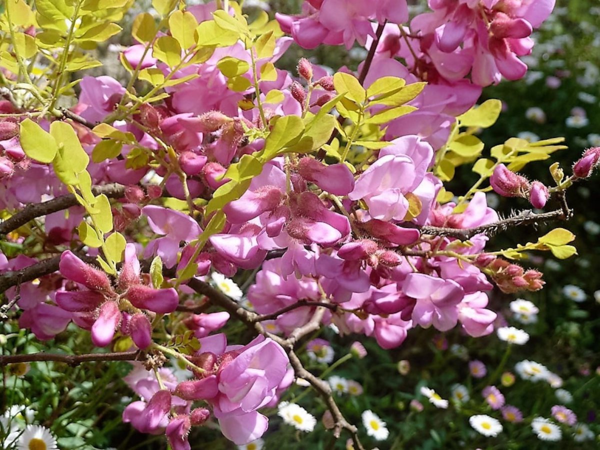 Robinia hispida