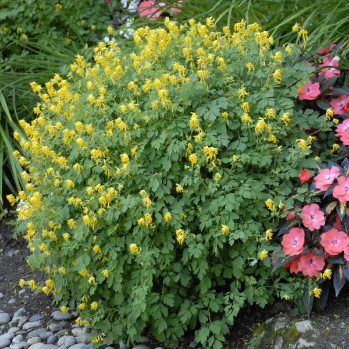Хохлатка желтая Corydalis lutea