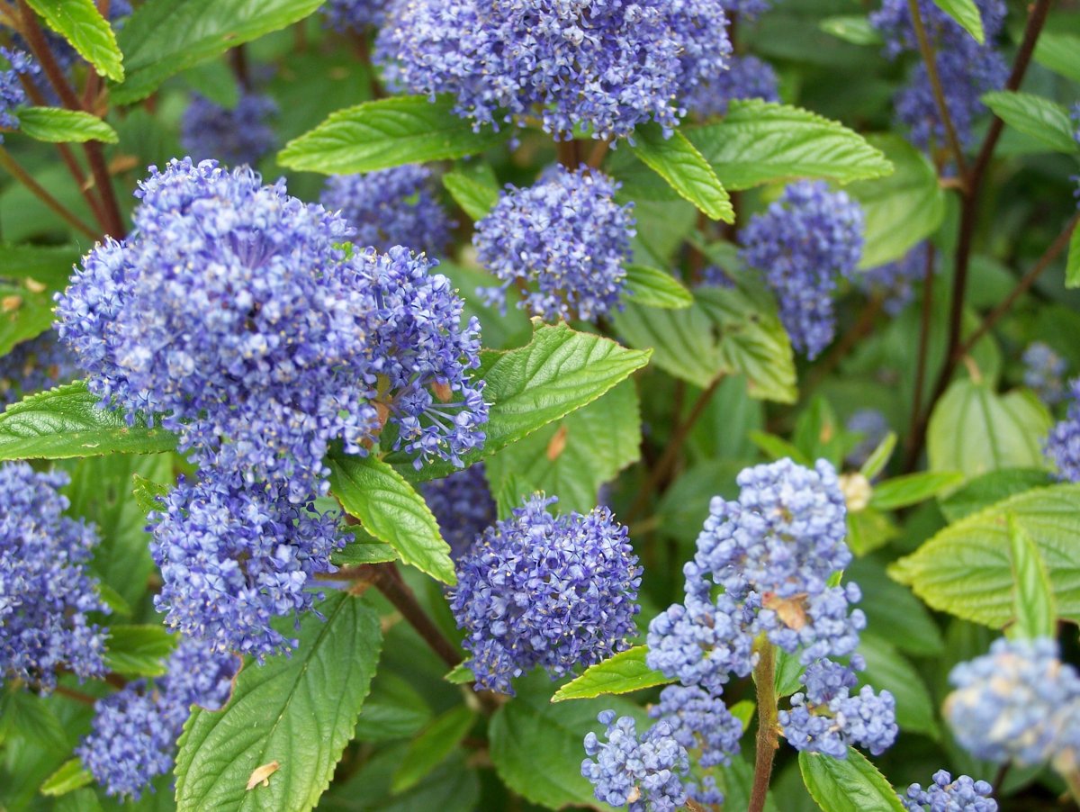 Цеанотус (краснокоренник) Ceanothus