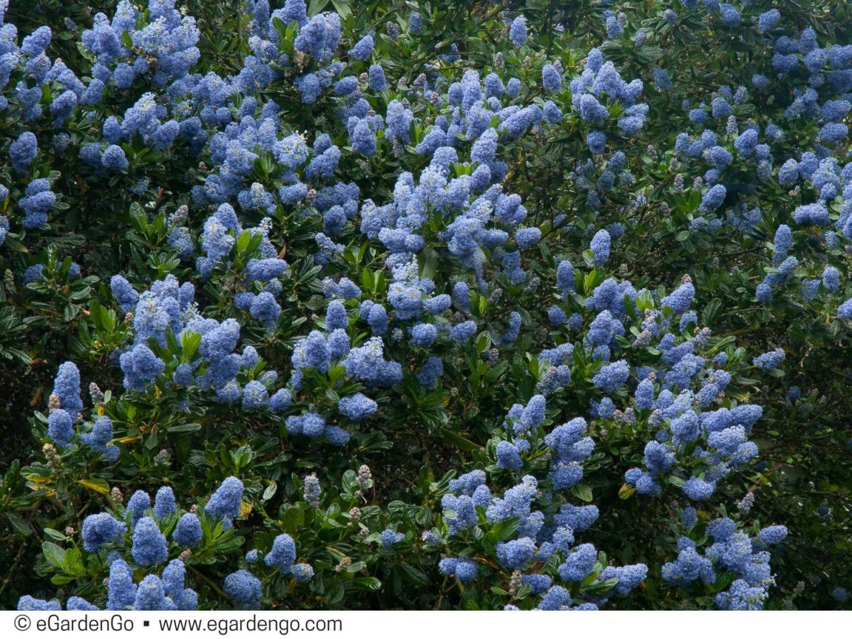 Ceanothus impressus 'Victoria'