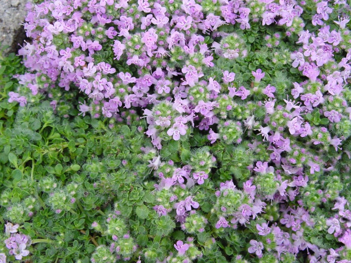 Тимьян ранний "Minor" (Thymus praecox)