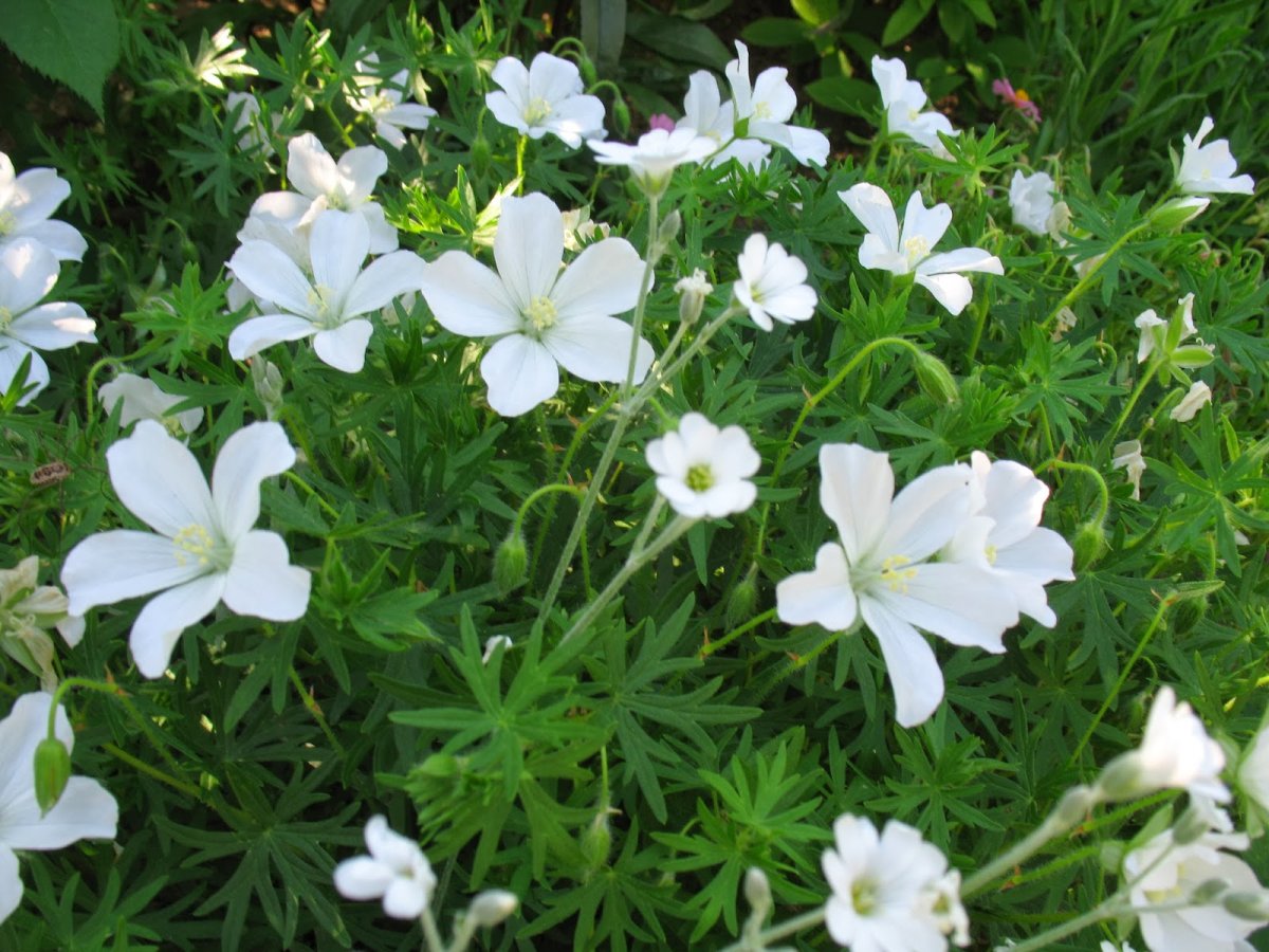 Герань кроваво-красная 'album' Geranium sanguineum 'album'