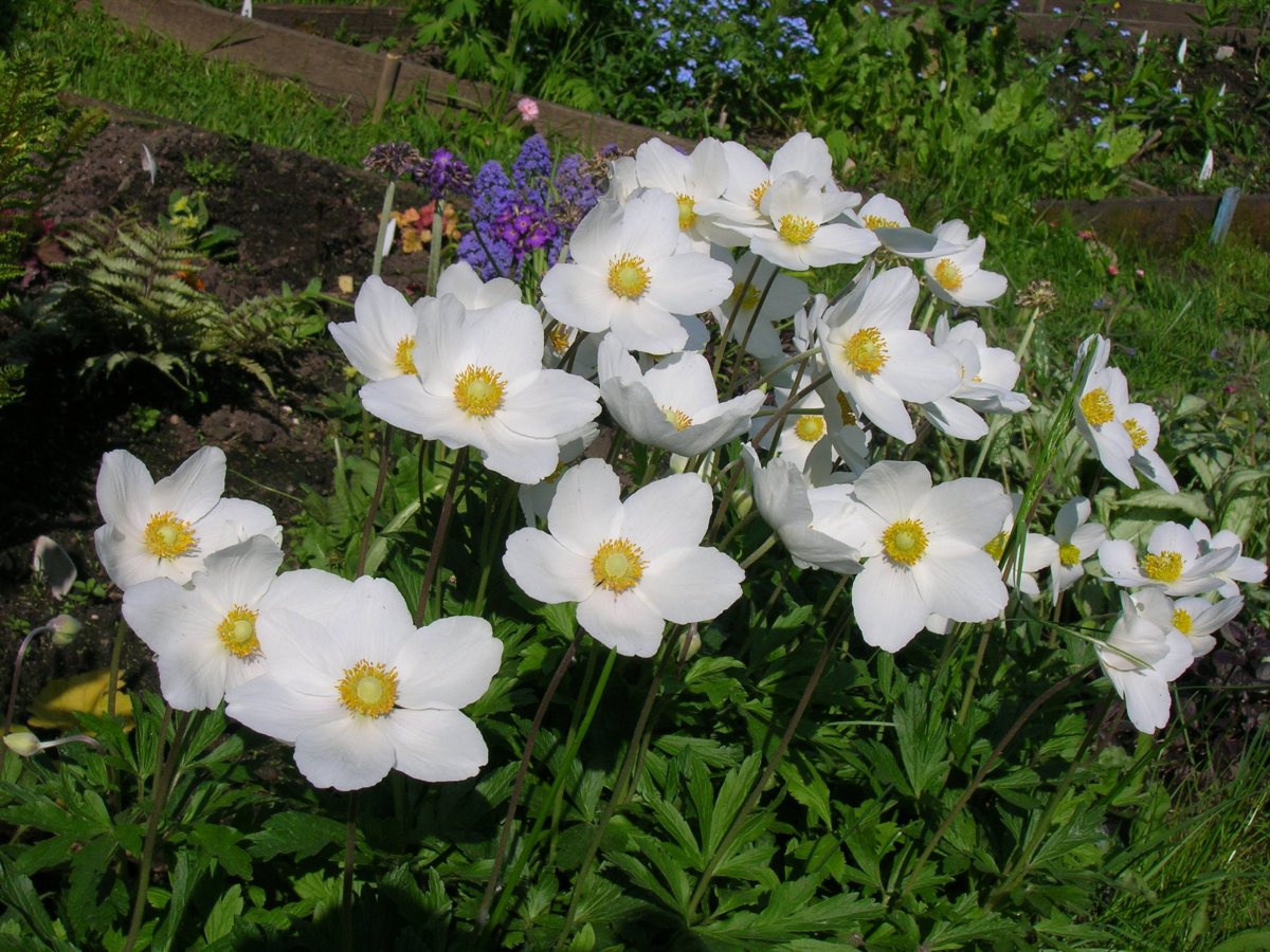 Ветреница Лесная (Anemone Sylvestris)
