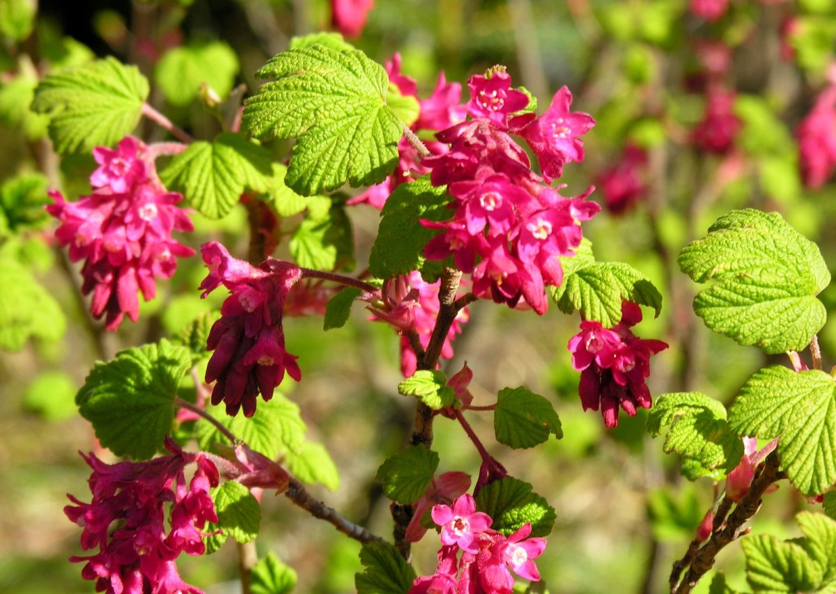 Смородина кроваво-красная (ribes sanguineum King Edward VII)