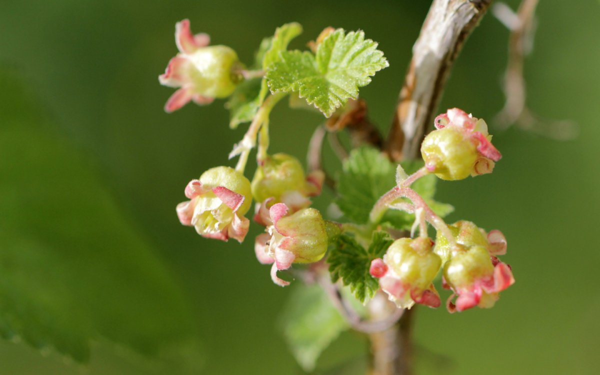 Ribes niveum куст