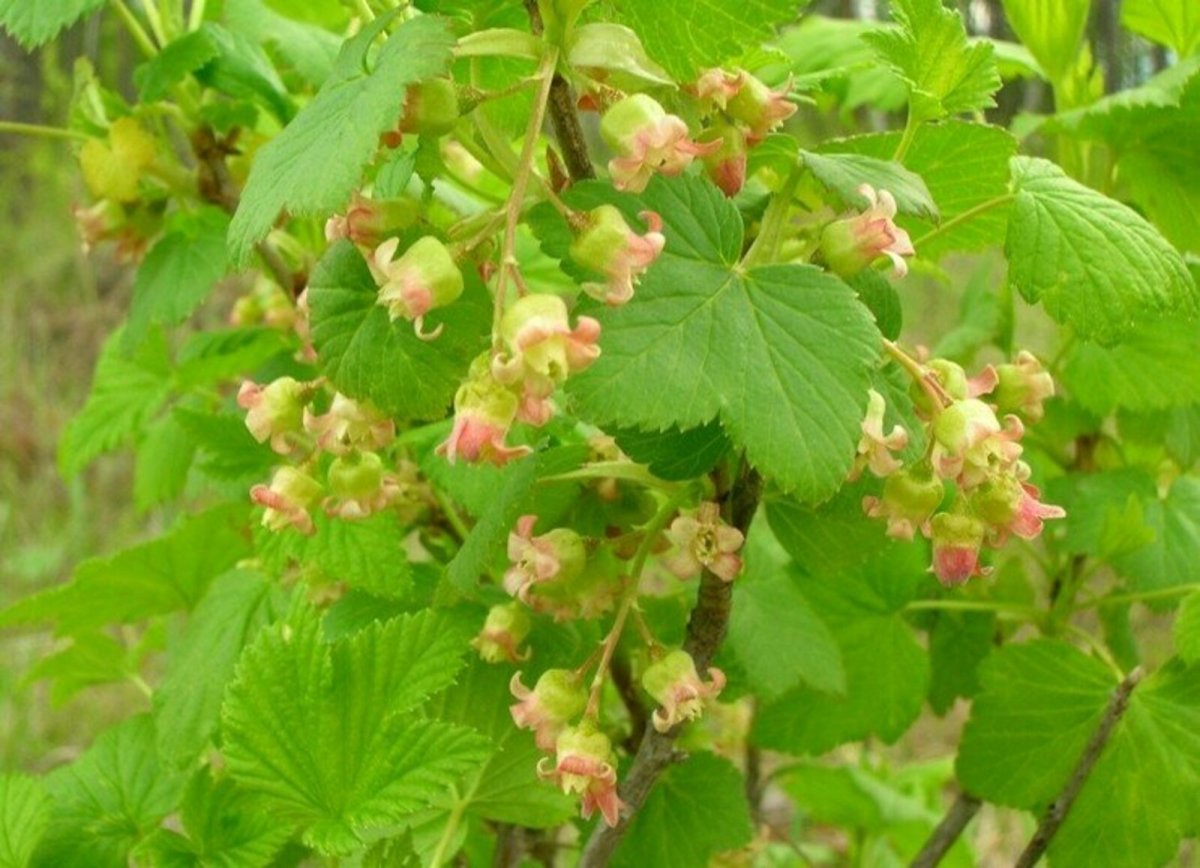 Смородина чёрная куст цветет