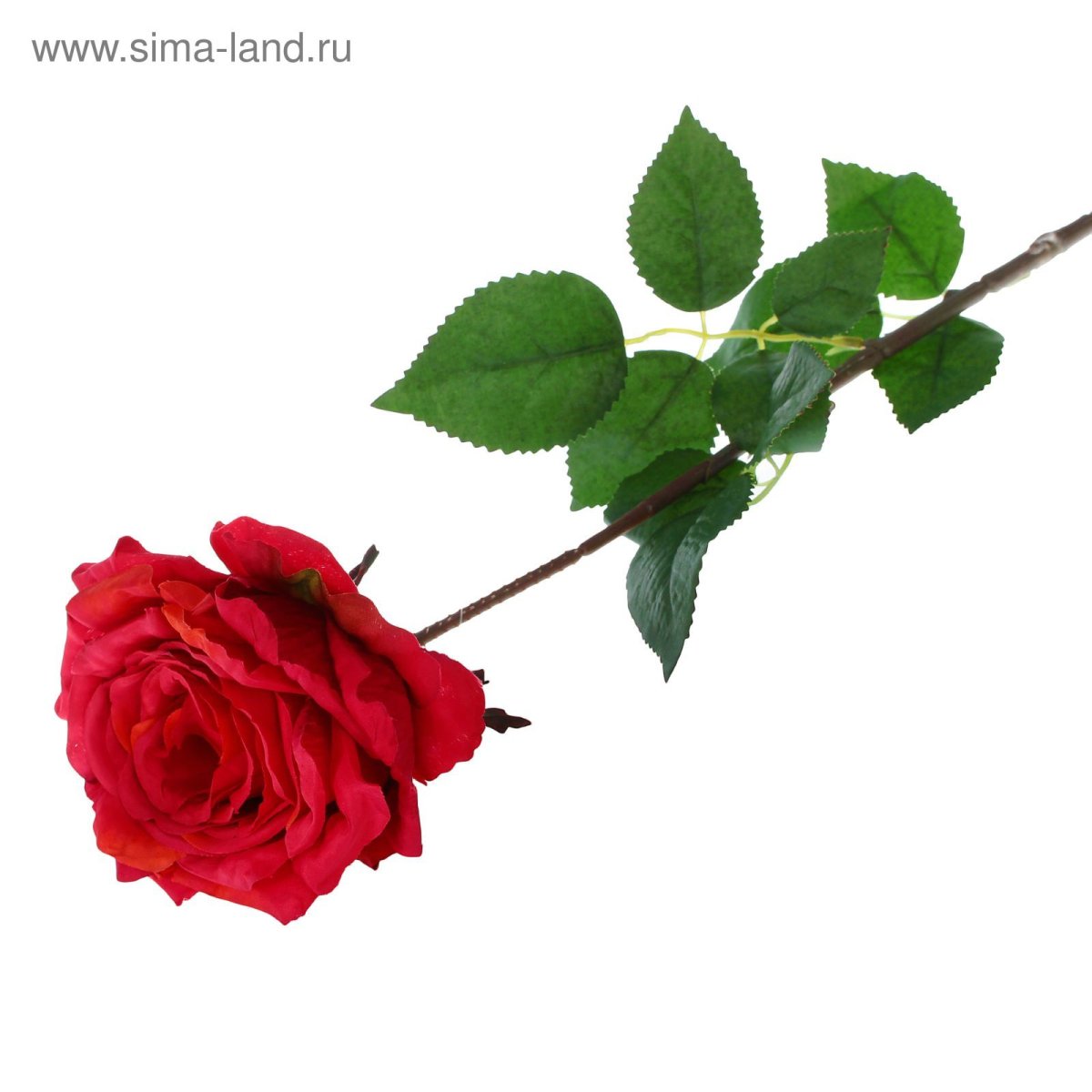 Роза с шипами