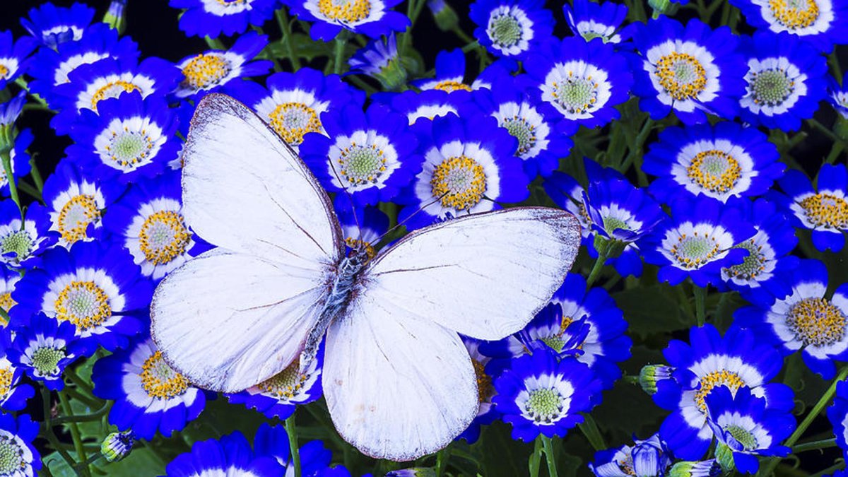Blue White Butterfly