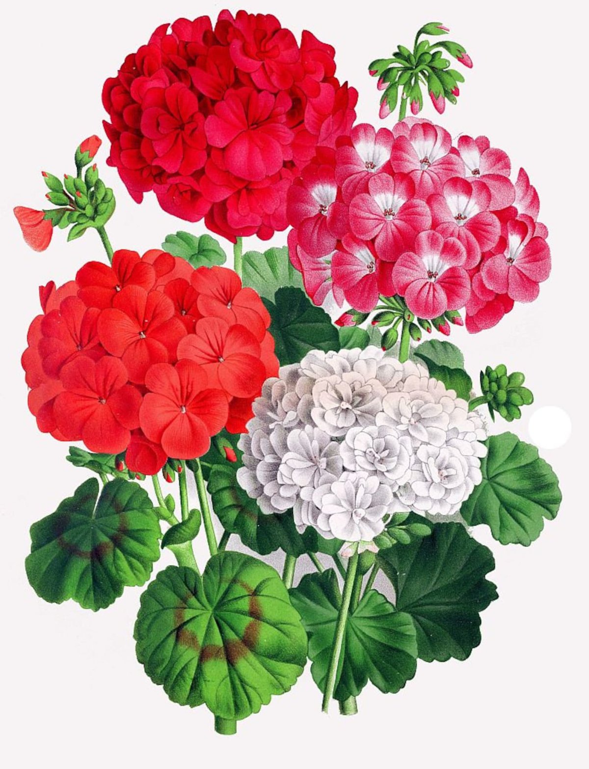 Пеларгония Вики