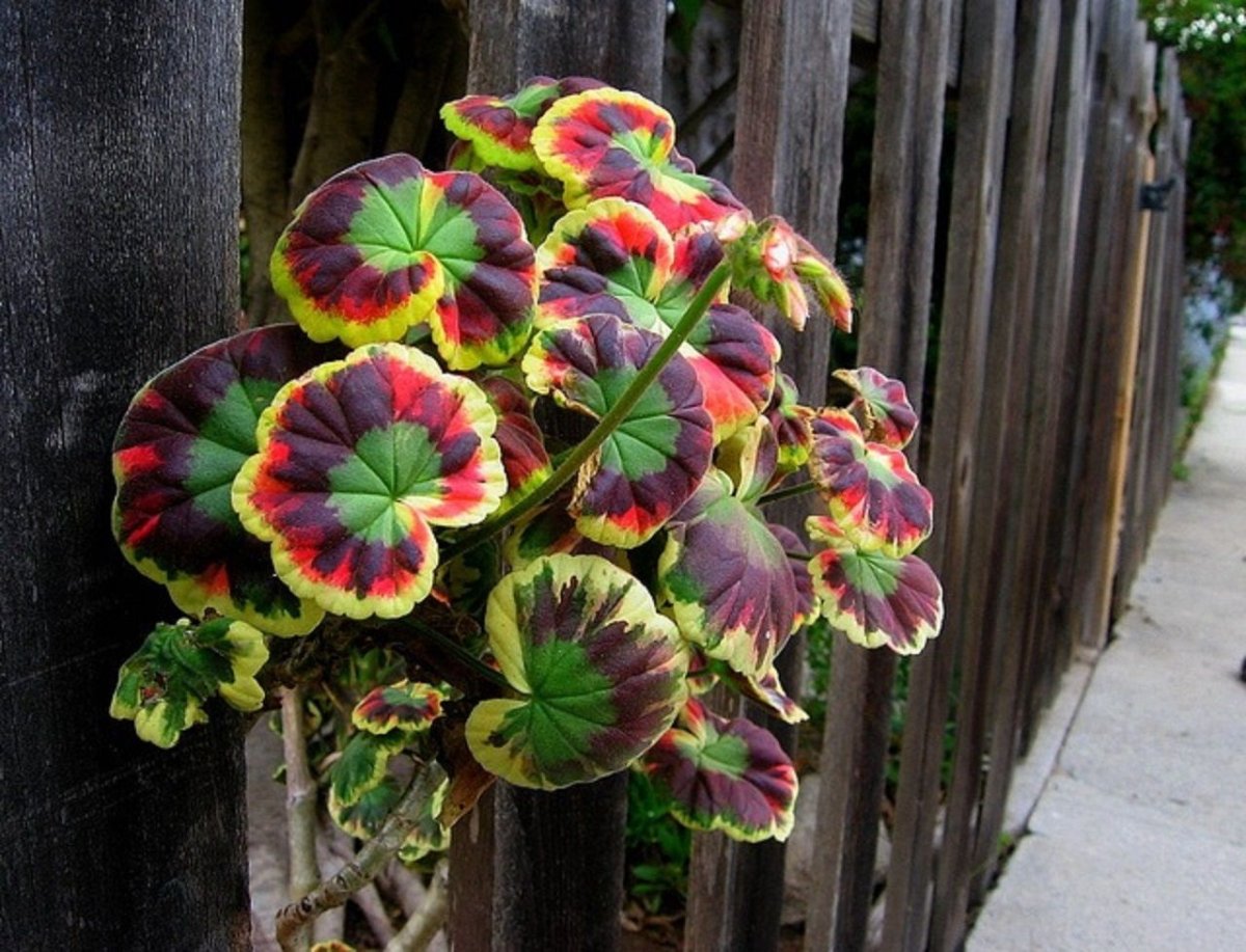 Герань Geranium versicolor