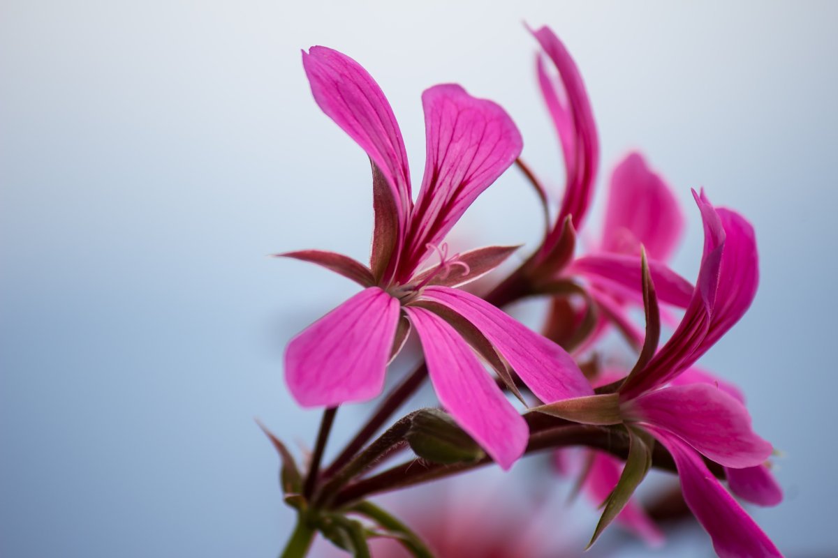 Pelargonium auritum