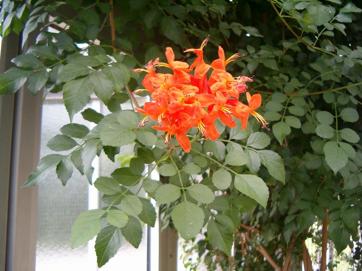 Текома.Tecomaria capensis.