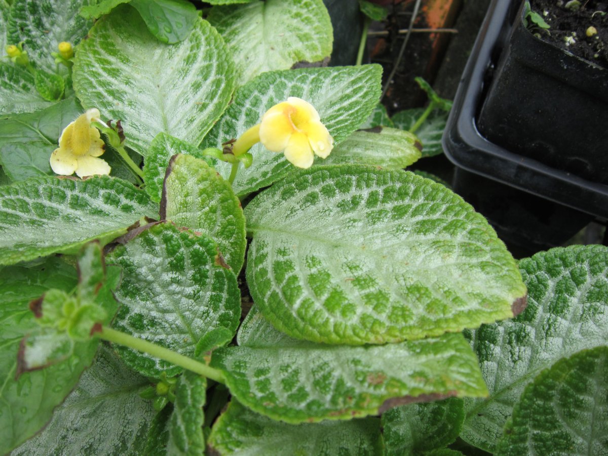 Yellow Mist