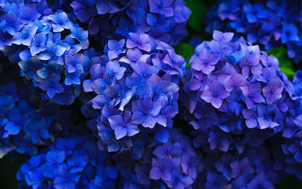 Синие цветы гортензии