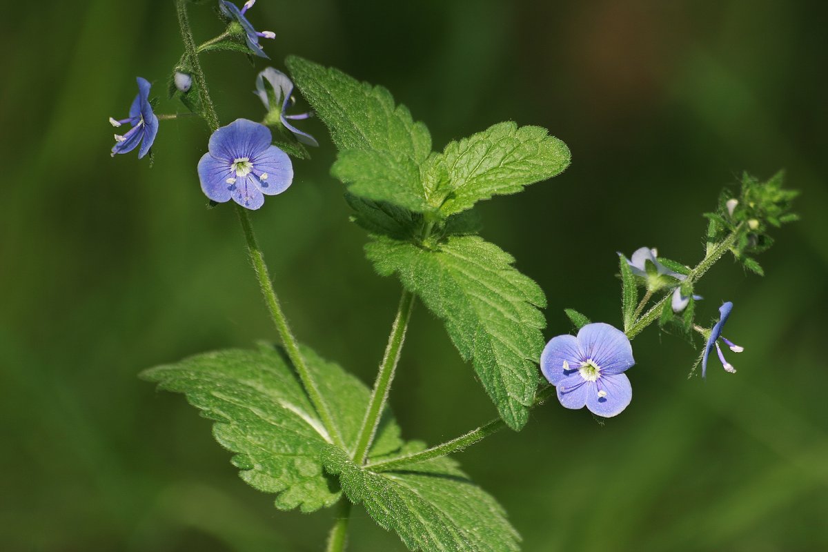 Вероника Дубравная – Veronica officinalis