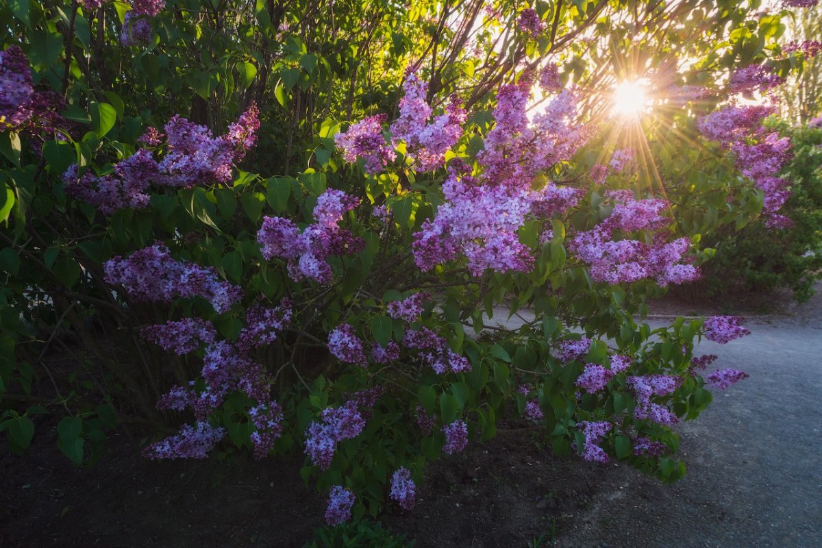 Сирень летний сад