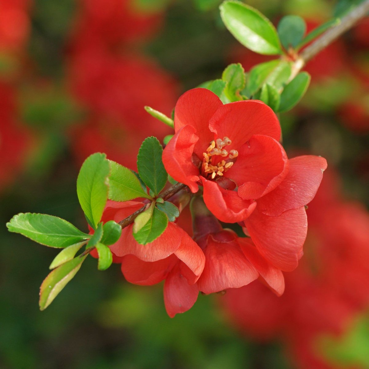 Хеномелес japonica