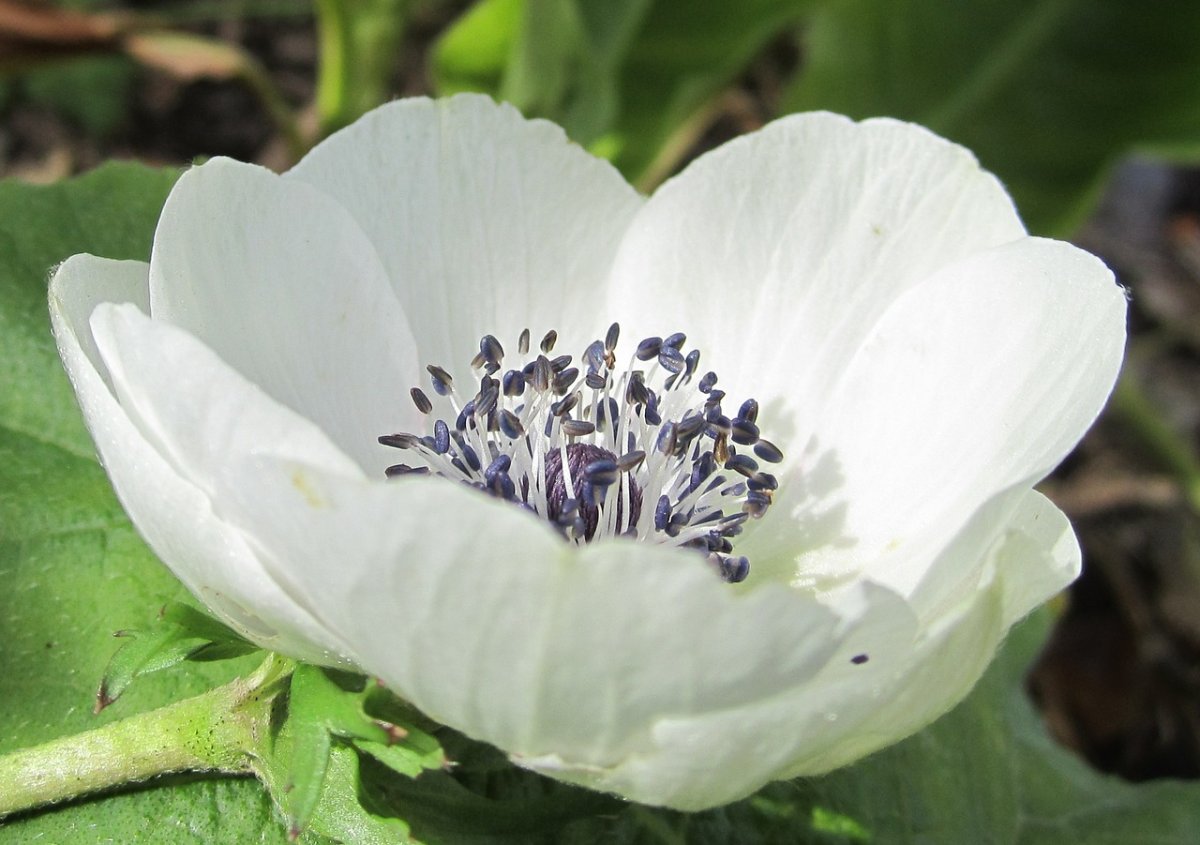 Anemone цветок белый