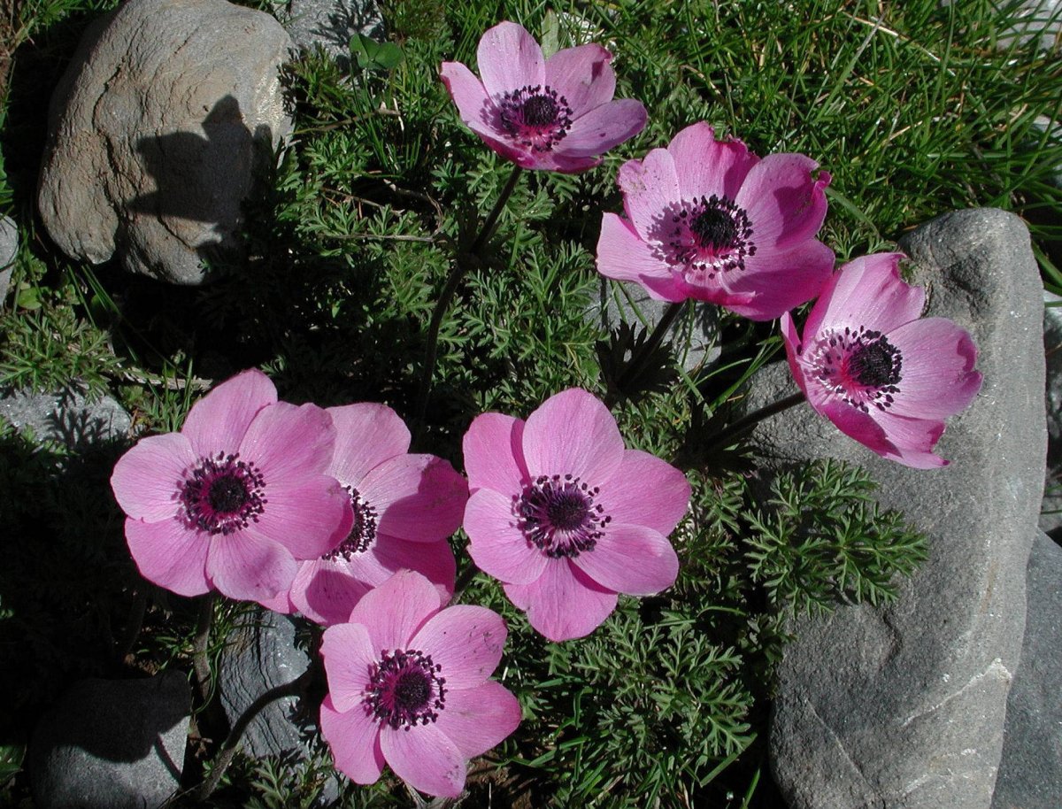 Ветреница корончатая (Anemone coronaria)
