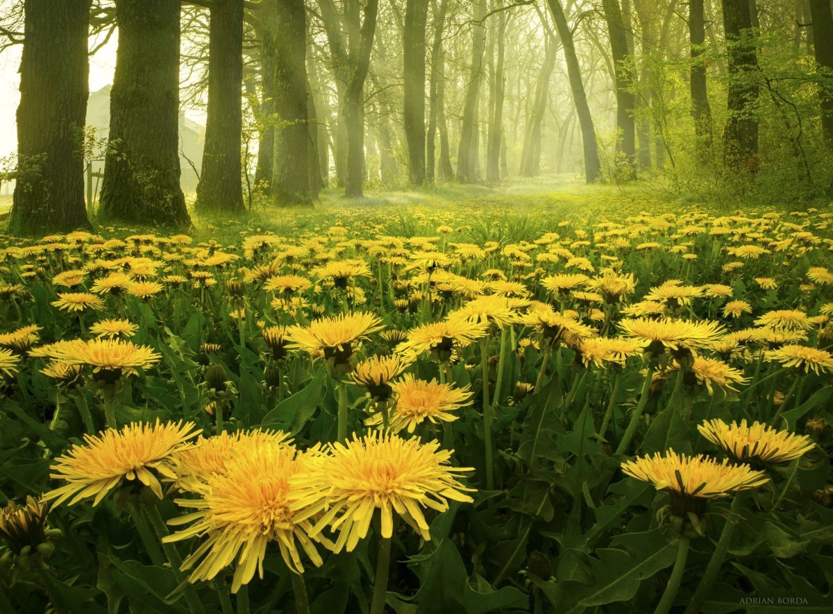 Желтые цветы в лесу