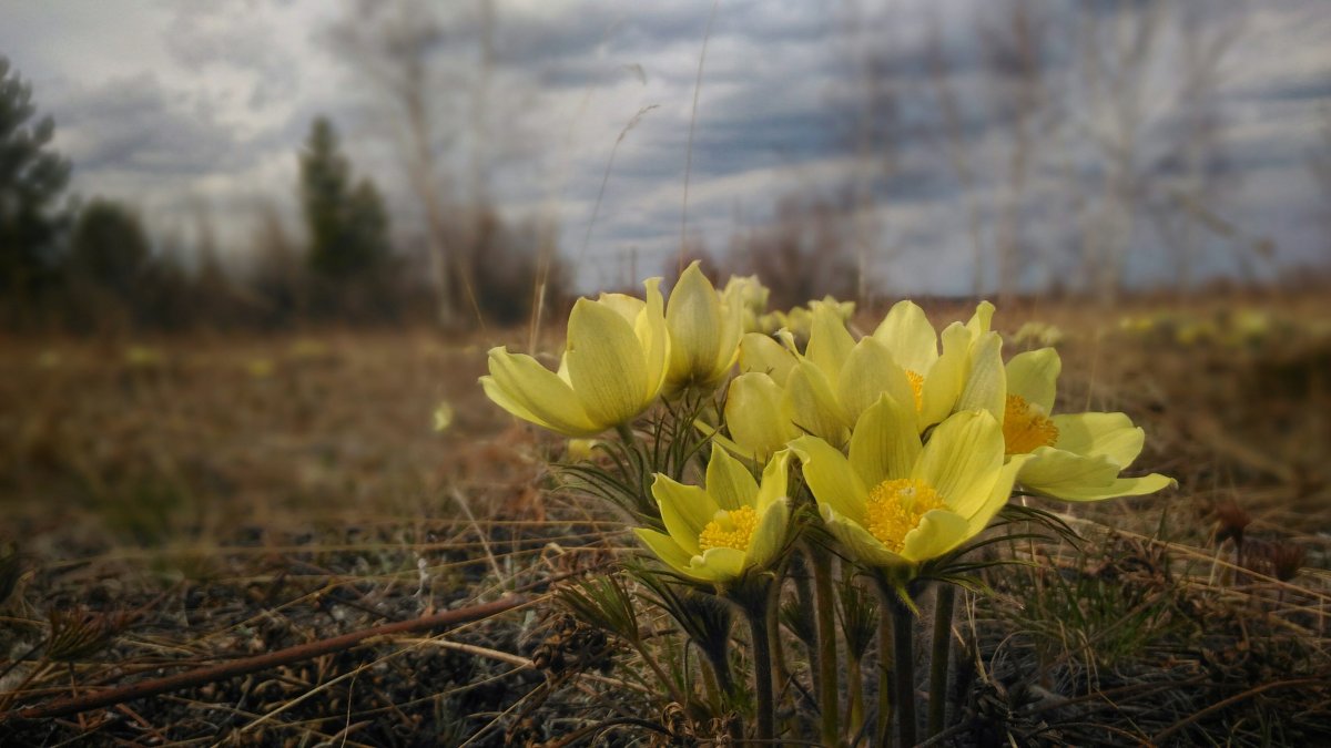 Подснежники желтые