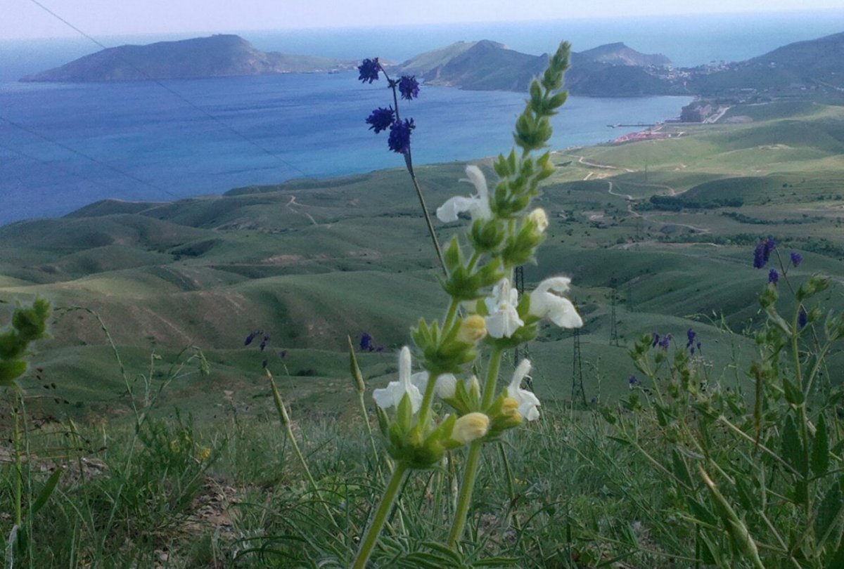 Шалфей скабиозолистный в Крыму