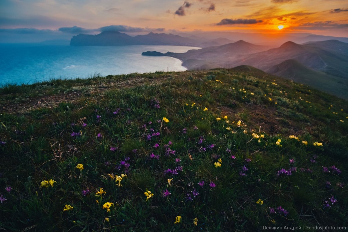 Растения Крыма Коктебель