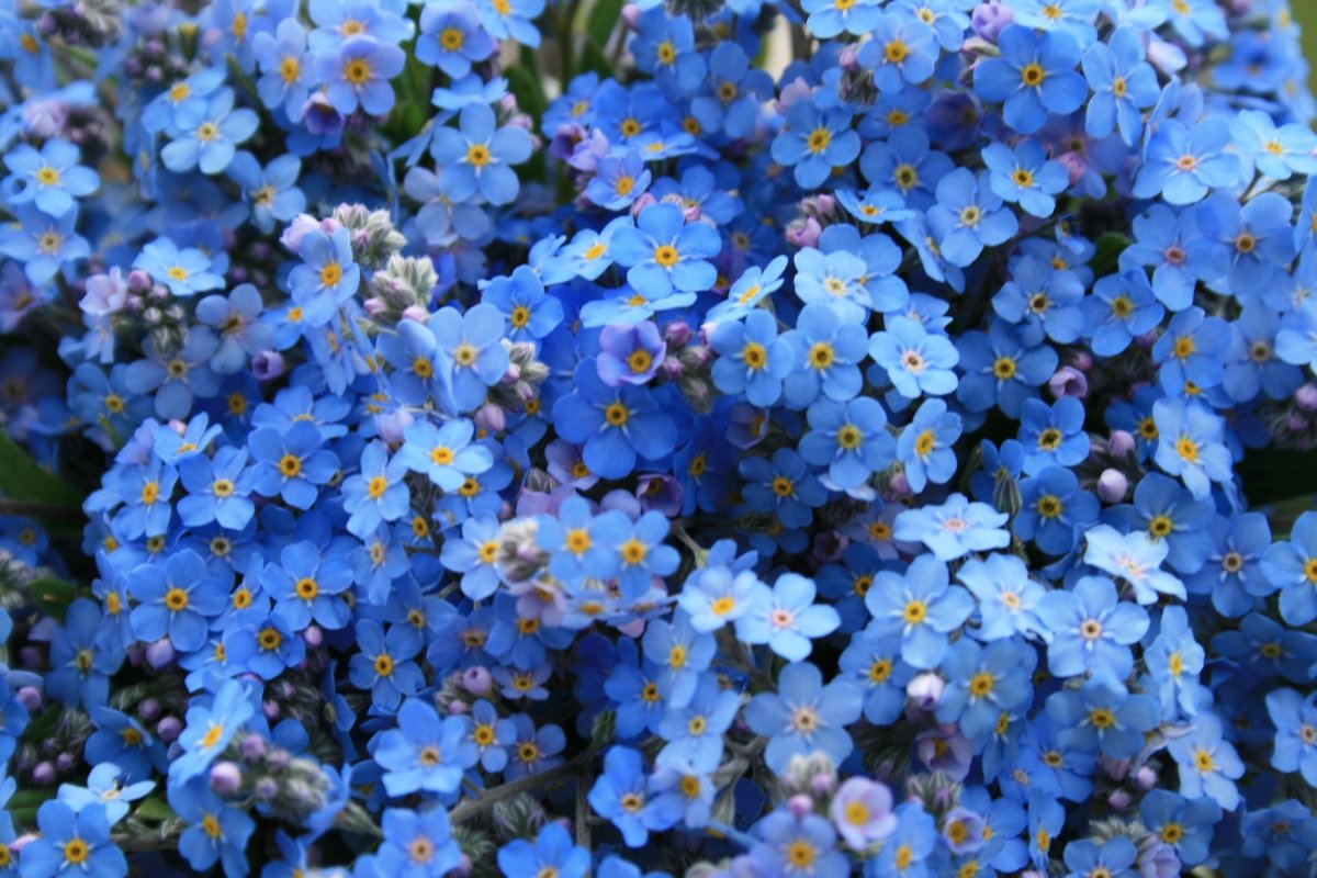 Мелкие голубые садовые цветы