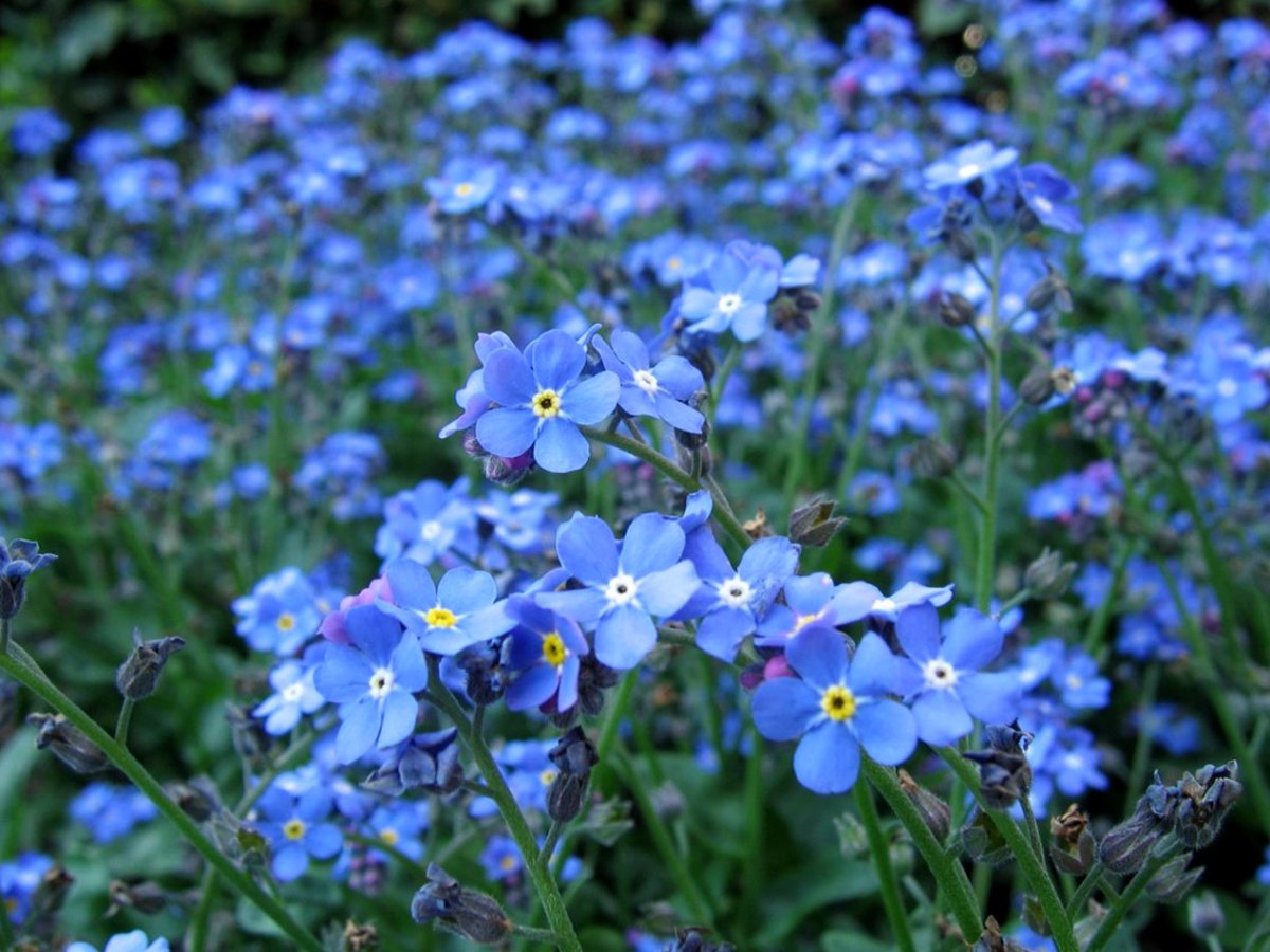Незабудка Лесная Myosotis sylvatica