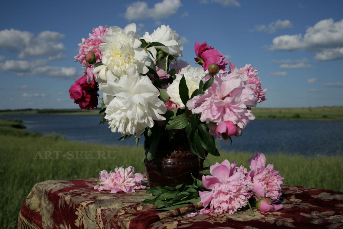 Пионы и море