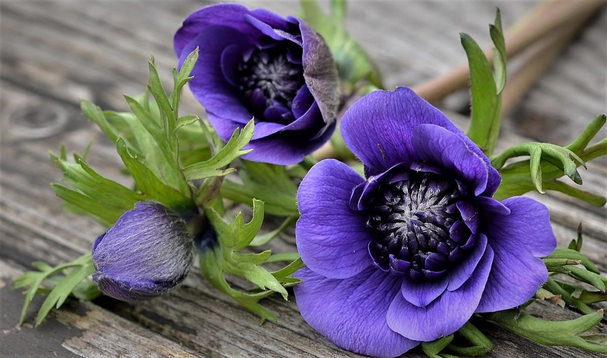 Anemone цветок
