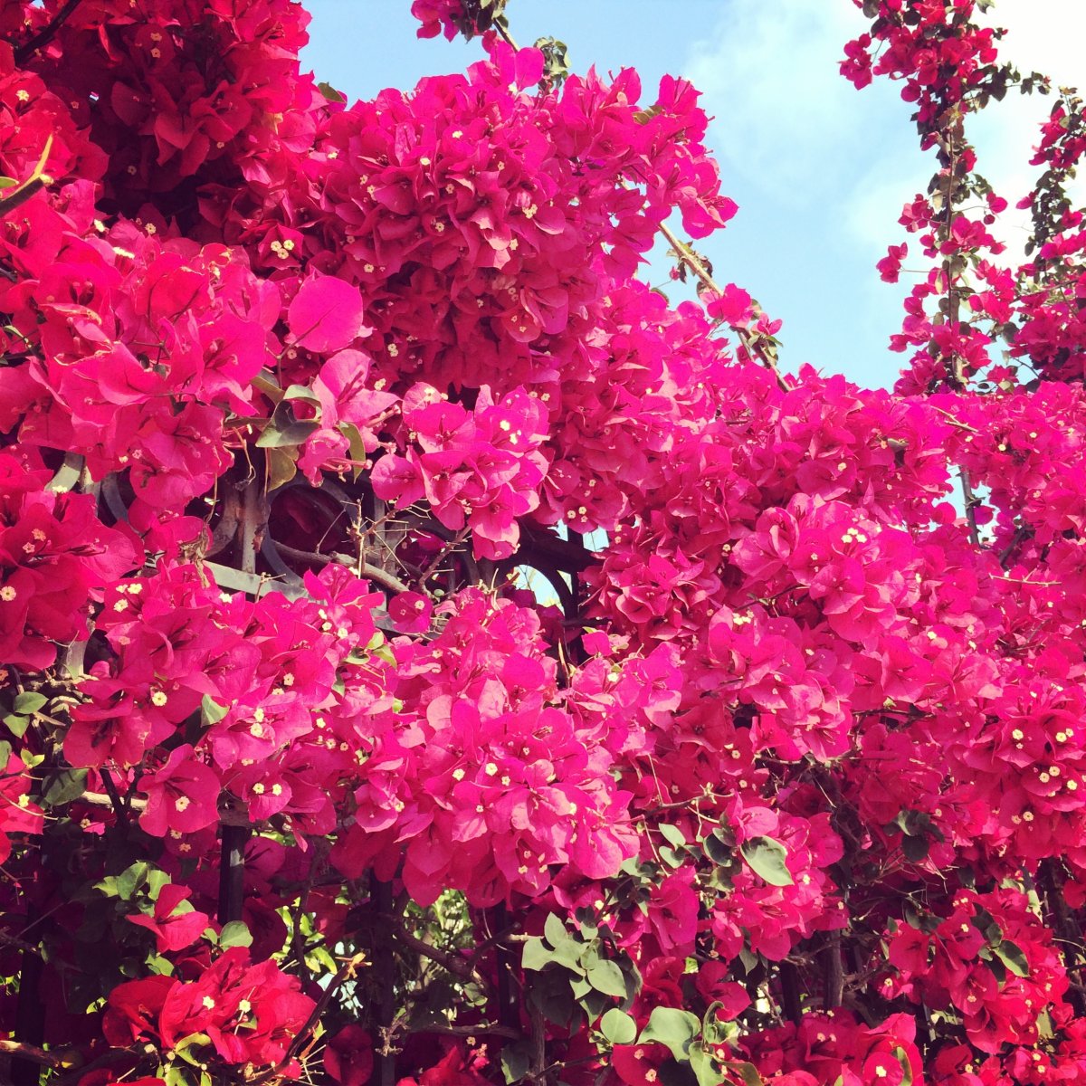 Бугенвиллия Pink Blossom