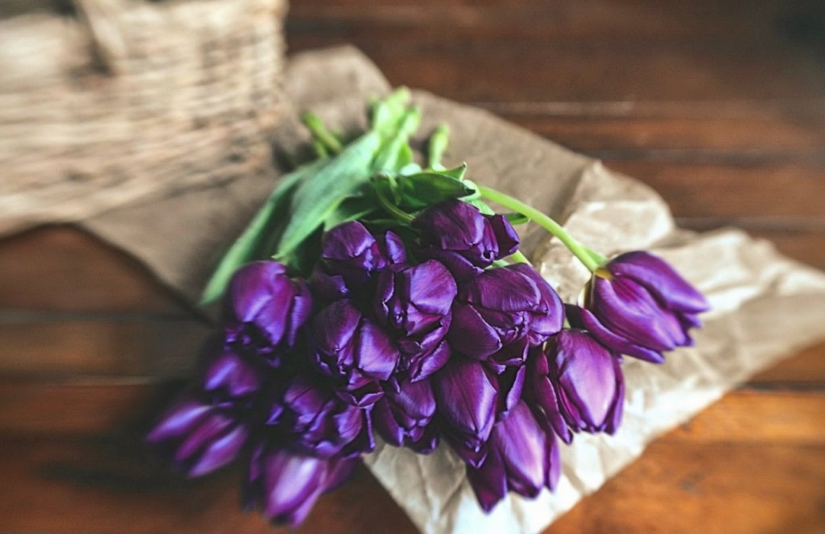 Тюльпан Purple Raven